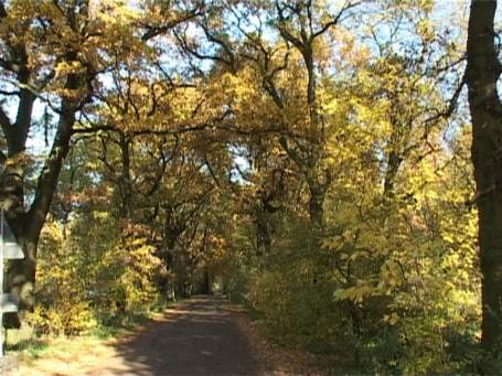 Krefeld : Verfärbung der Blätter im Herbst